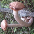 Slika Armillaria tabescens