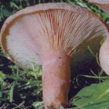 Slika Lactarius cilicioides