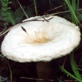 Slika Lactarius pubescens