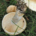 Slika Lactarius pubescens