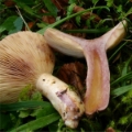 Slika Lactarius violascens