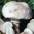 Slika Leucoagaricus cretacea