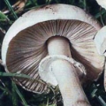 Slika Leucoagaricus cretacea