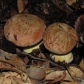 Slika Boletus appendiculatus