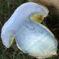 Slika Boletus albidus