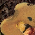 Slika Boletus queletii 