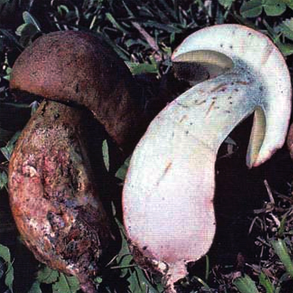 Slika Boletus radicosum