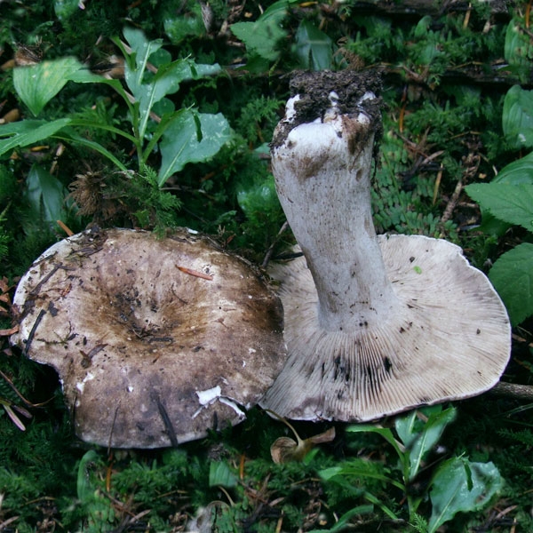 Slika Russula densifolia