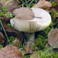 Slika Russula sphagnophila