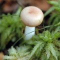 Slika Russula sphagnophila