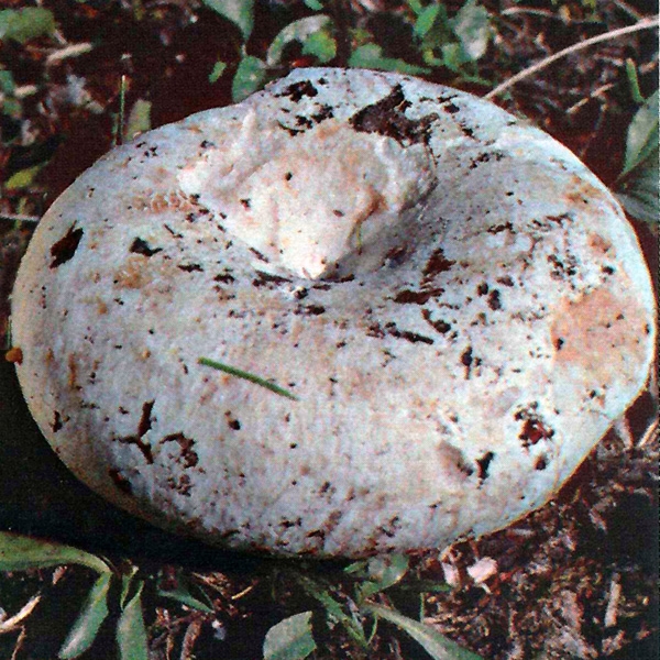 Slika Russula pseudodelica