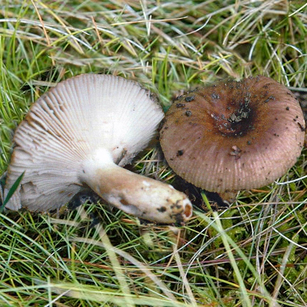 Slika Russula pectinata