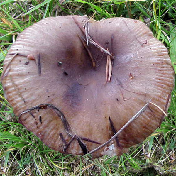 Slika Russula sororia