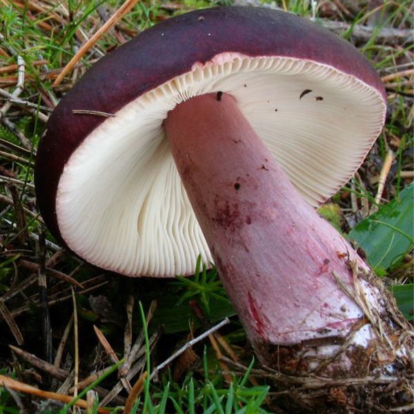 Slika Russula torulosa