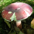 Slika Russula queletti