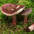 Slika Russula queletti