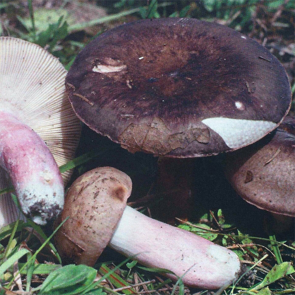 Slika Russula amoena