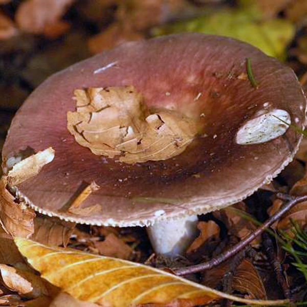 Slika Russula romellii