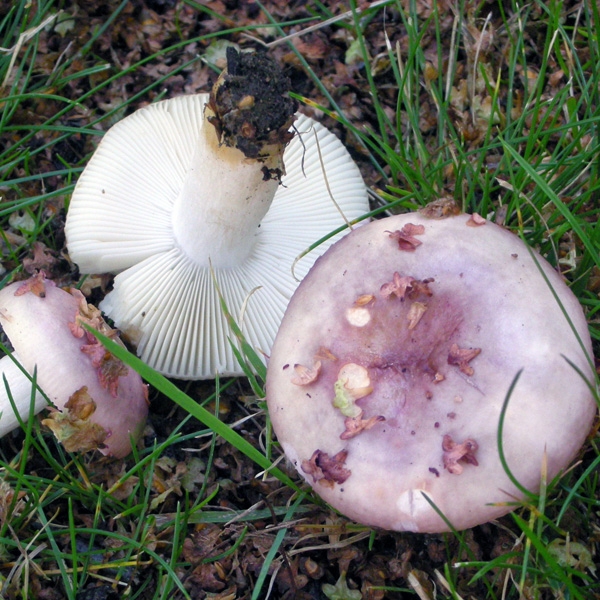 Slika Russula versicolor