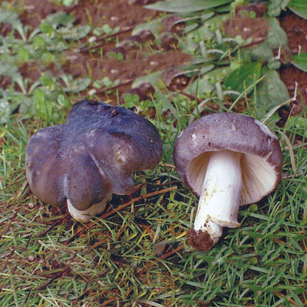 Slika Russula azurea