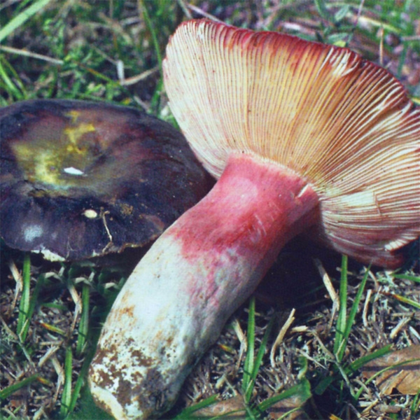 Slika Russula purpurascens