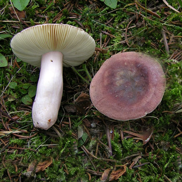 Slika Russula turci