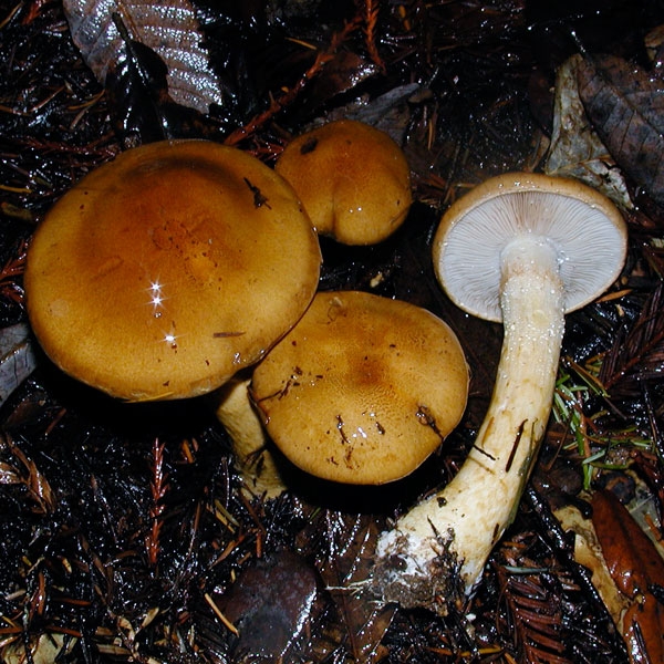 Slika Cortinarius mucosus