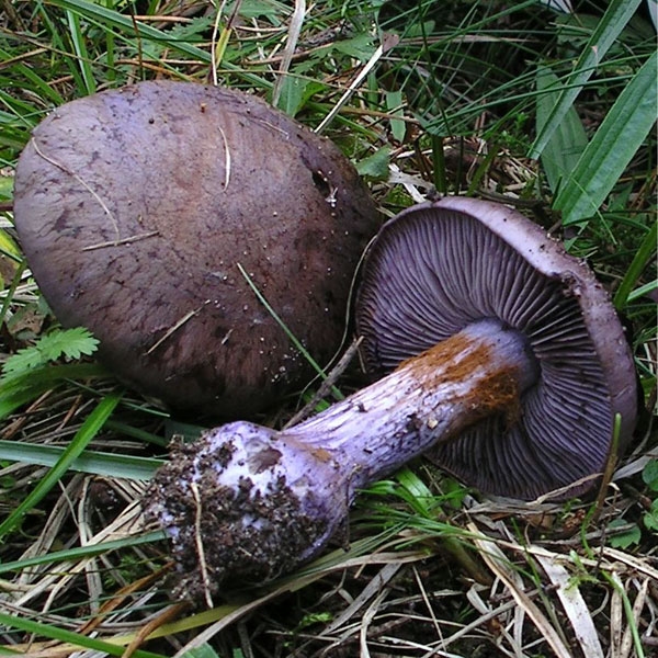 Slika Cortinarius purpurascens