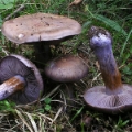 Slika Cortinarius purpurascens