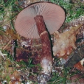 Slika Cortinarius brunneus