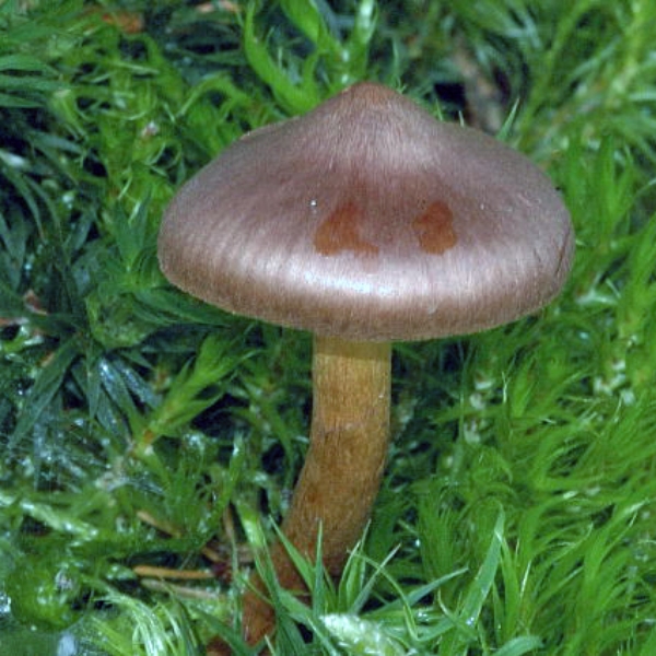 Slika Cortinarius fasciatus