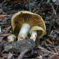 Slika Cortinarius melanotus
