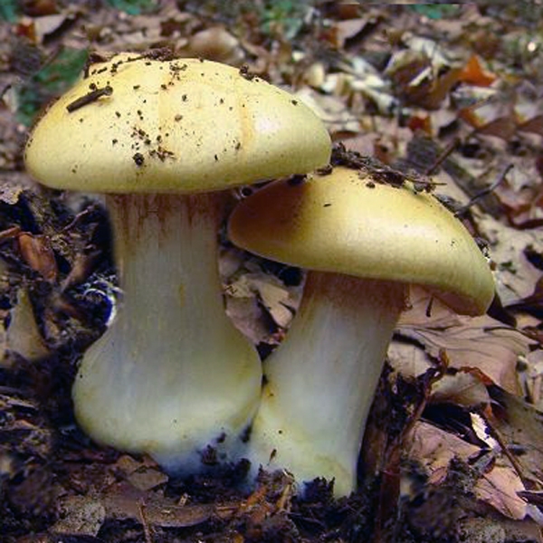 Slika Cortinarius talus