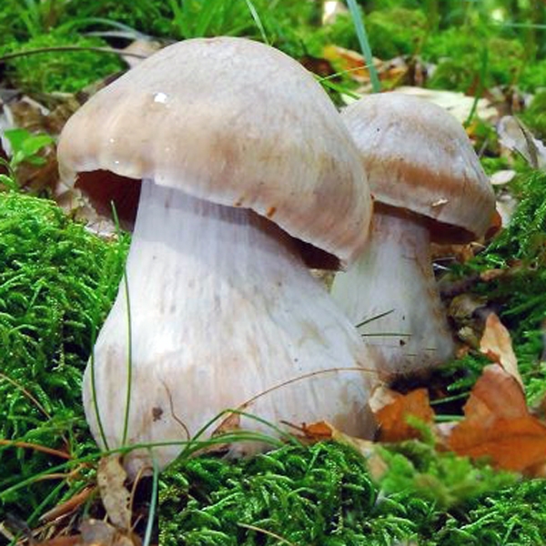 Slika Cortinarius turgidus