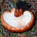Slika Tricholoma batschii
