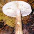 Slika Tricholoma fulvum