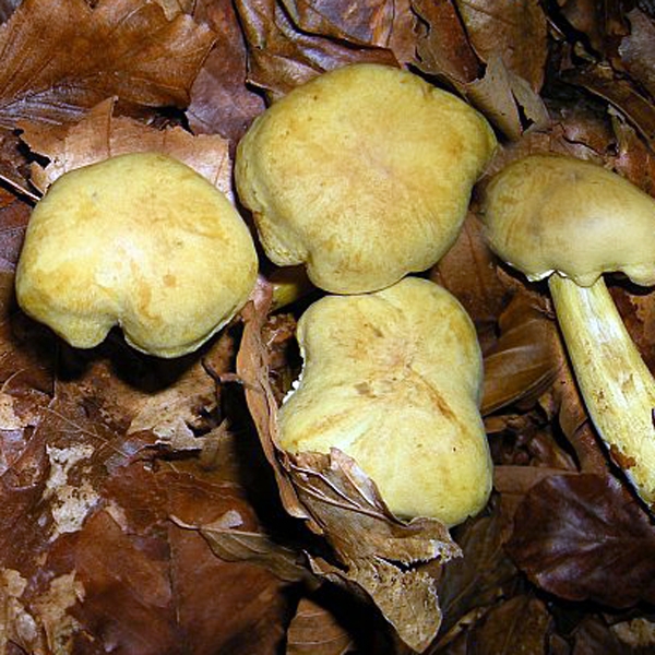 Slika Tricholoma sulphureum