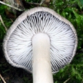 Slika Tricholoma terreum