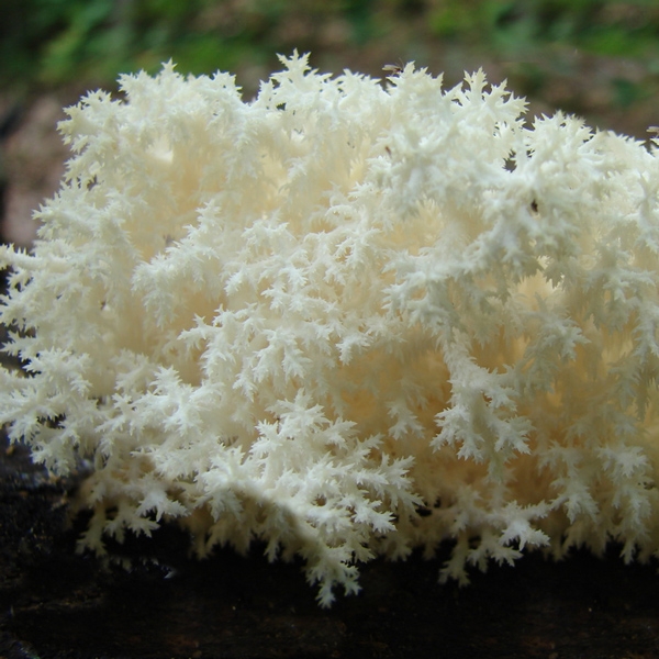 Slika Hericium coralloides