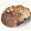 Slika Hymenogaster lycoperdineus