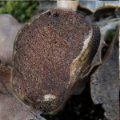 Slika Hymenogaster populetorum