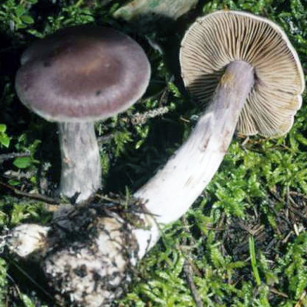 Slika Cortinarius evernius var. fragrans