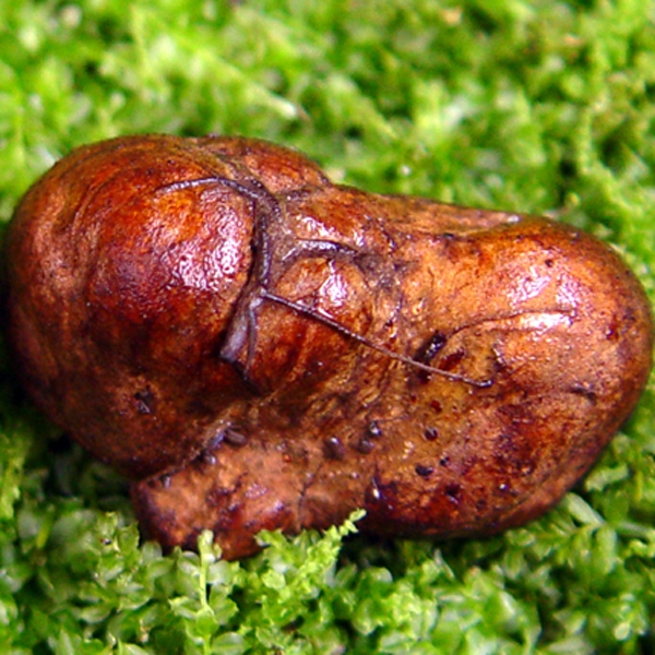 Slika Melanogaster broomeanus