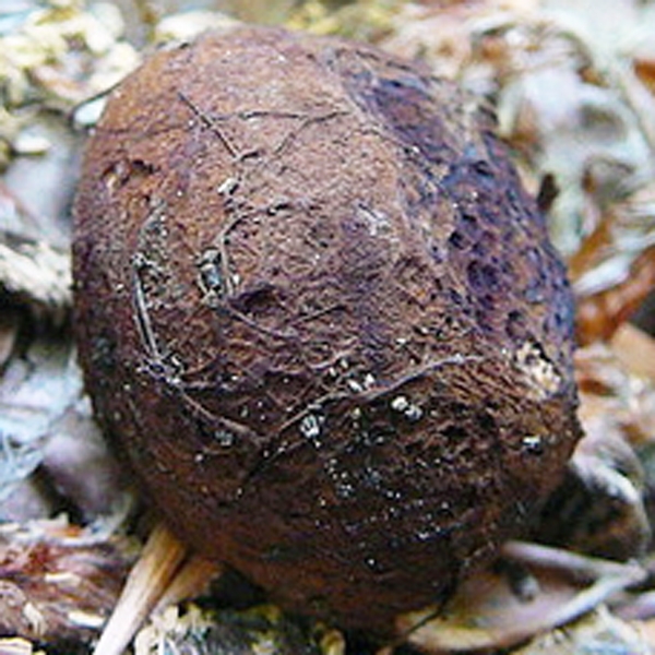 Slika Melanogaster tuberiformis