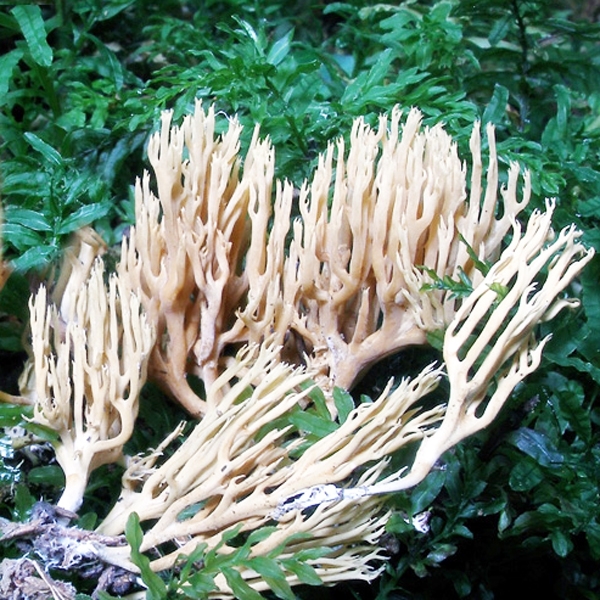 Slika Ramaria myceliosa