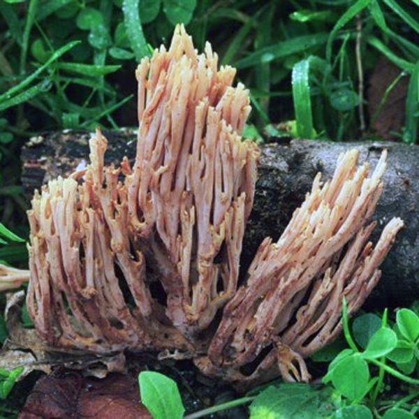 Slika Ramaria spinulosa