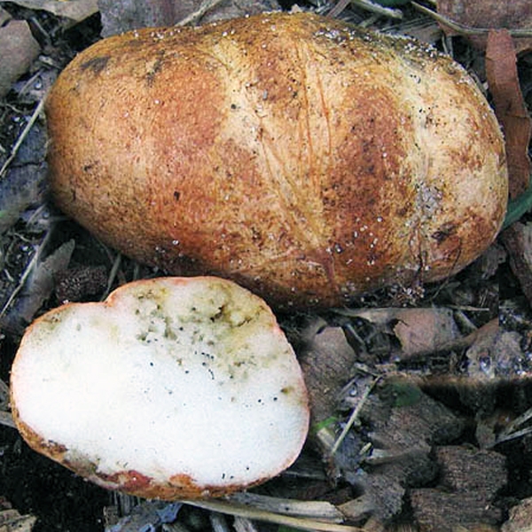 Slika Rhizopogon vulgaris