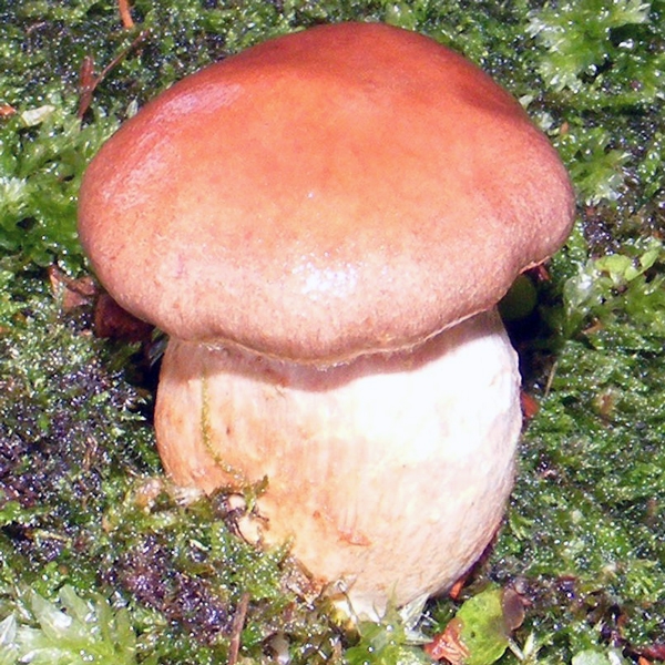 Slika Cortinarius pseudoprivignus