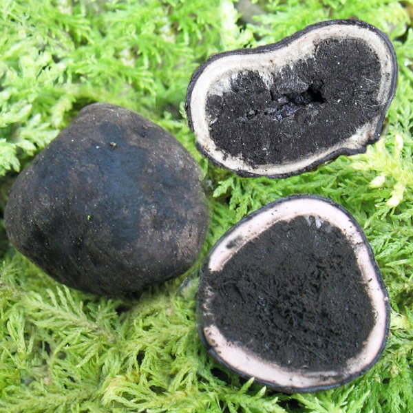 Slika Elaphomyces anthracinus