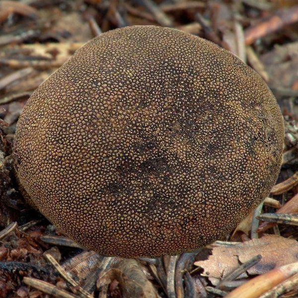 Slika Elaphomyces granulatus